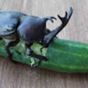 Meet your Posher, Crusty